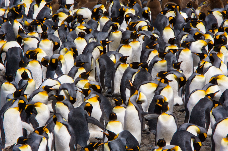 King Penguin Colony